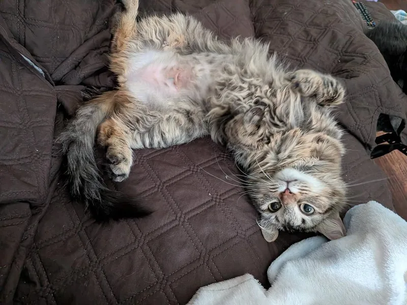 A young large-sized female Domestic Long Hair cat named Loleta for adoption in San Antonio, TX