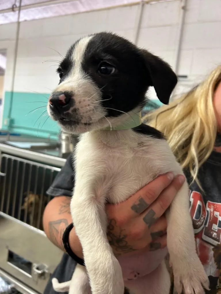 A baby large-sized male Great Pyrenees dog named Byron for adoption in Chickamauga , GA