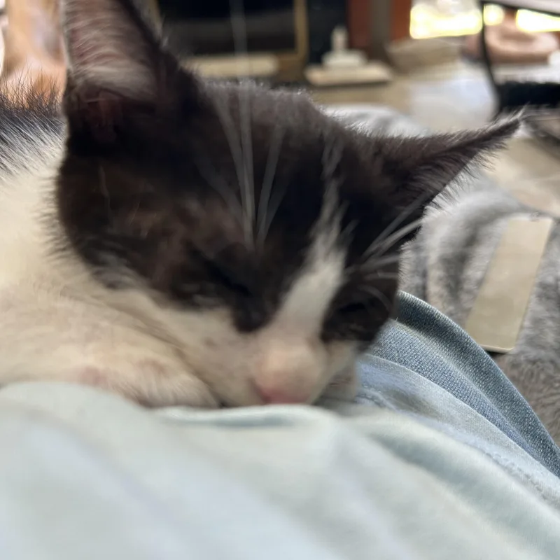 A baby medium-sized female Black & White / Tuxedo Domestic Short Hair cat named Lyric for adoption in Macomb, MI