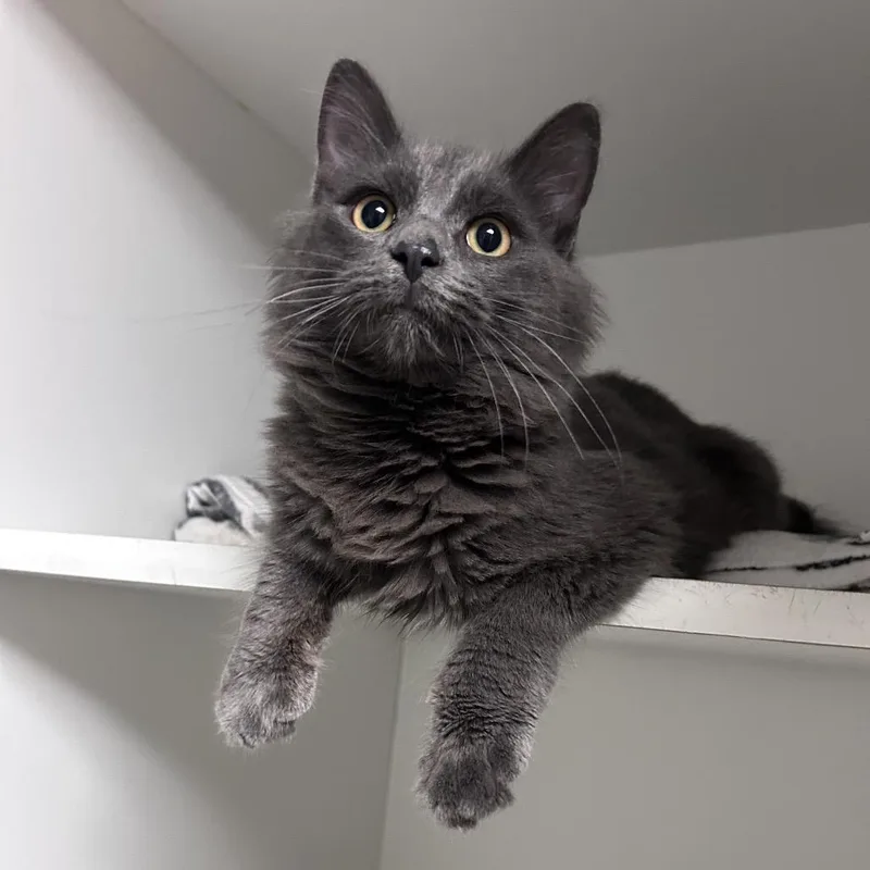 An adult medium-sized male Domestic Long Hair cat named Dracula for adoption in Uniontown, PA