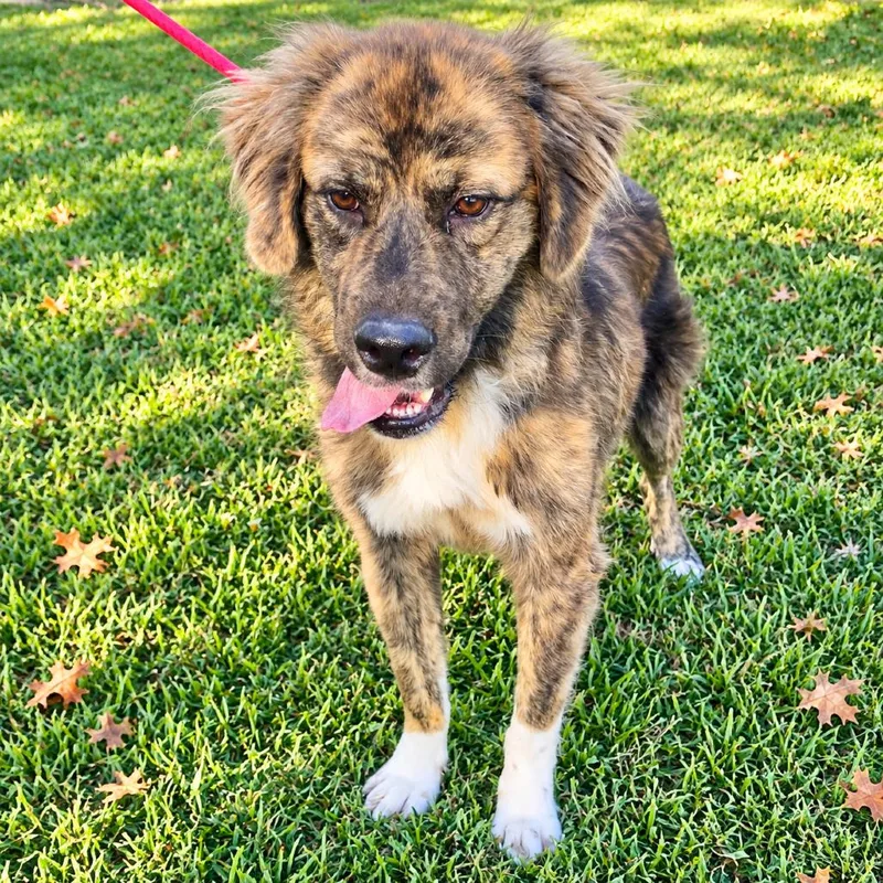 A young medium-sized male Brindle Anatolian Shepherd dog named Sarge for adoption in New Orleans, LA