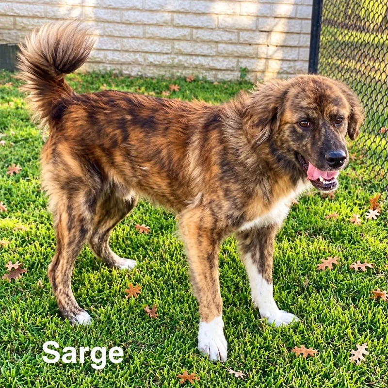 Sarge thumbnail 3