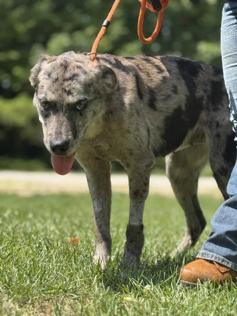 An adult medium-sized female Gray / Blue / Silver Catahoula Leopard Dog dog named Smoke Show for adoption in Meherrin, VA