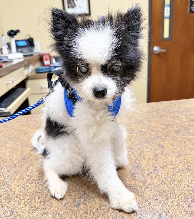 A senior small-sized male Pomeranian dog named Montana for adoption in Garland, TX