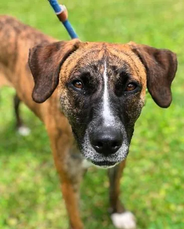 An adult medium-sized female Mixed Breed dog named Jellybean for adoption in Madison, NJ