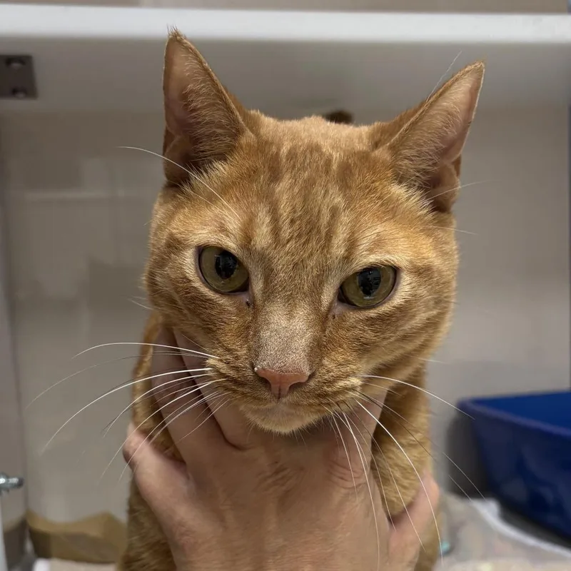 An adult large-sized male Orange / Red Domestic Short Hair cat named Tobert for adoption in Kanab, UT