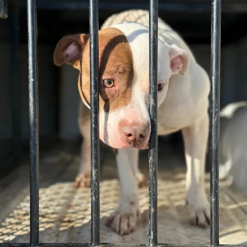 An adult medium-sized female Red / Chestnut / Orange Pit Bull Terrier dog named Diamond for adoption in Fort Smith, AR