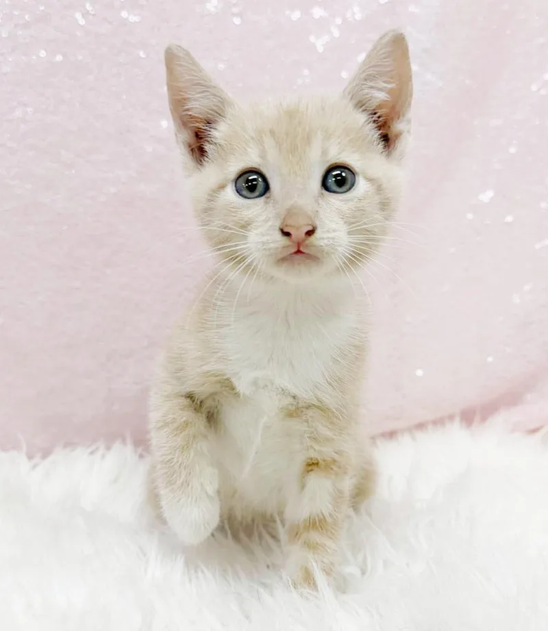 A baby small-sized female Orange / Red Tabby cat named Luna Lovebug is our for adoption in Bedford Hills, NY