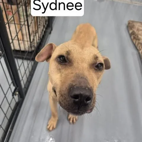 An adult medium-sized female Yellow / Tan / Blond / Fawn Pit Bull Terrier dog named Sydnee for adoption in Dover, AR