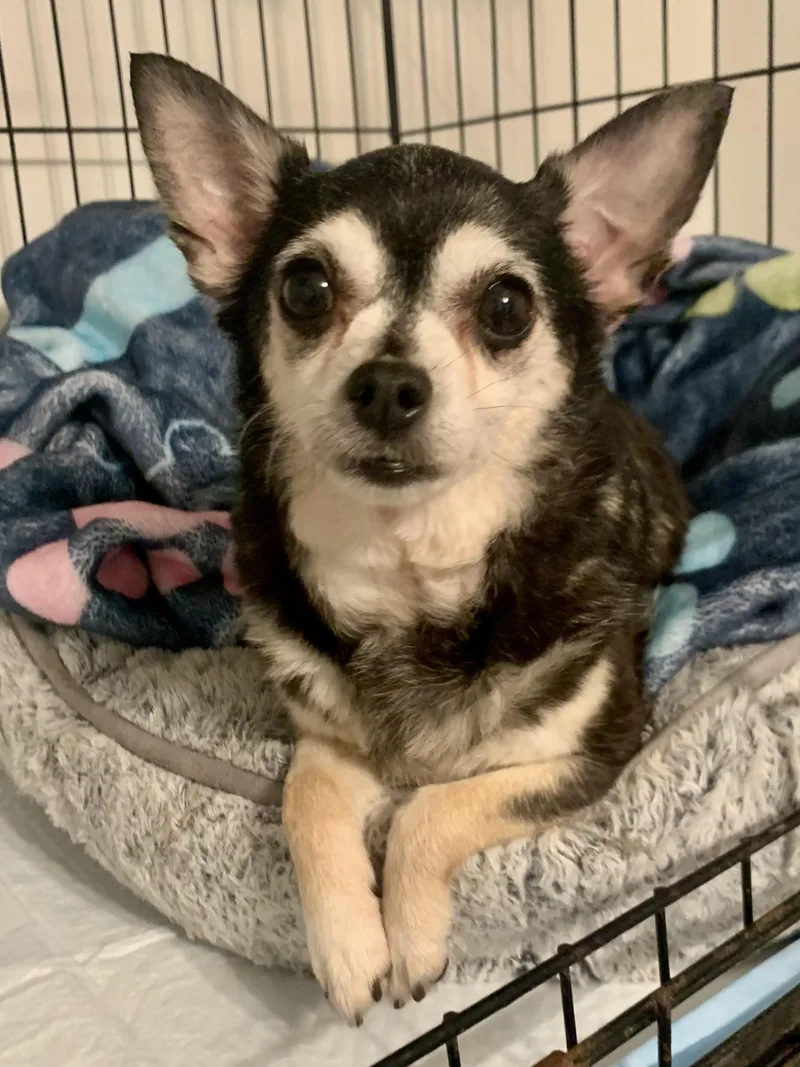 An adult small-sized female Black Chihuahua dog named Chica for adoption in Richmond, VA