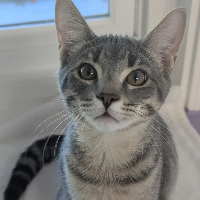 A baby medium-sized male Tabby (Gray / Blue / Silver) Domestic Short Hair cat named Chowder for adoption in Fenton, MI