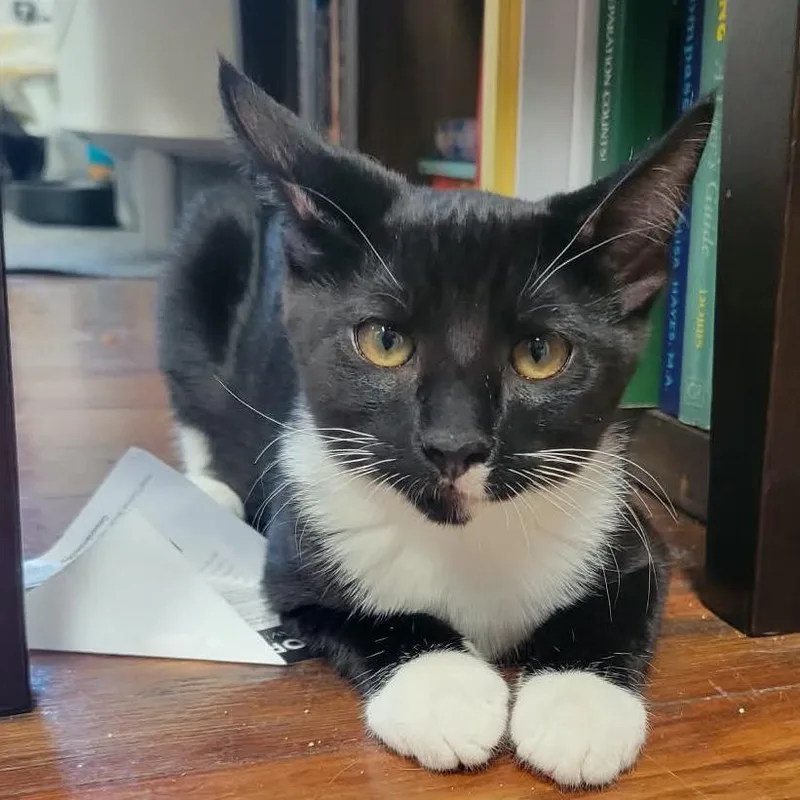 A baby small-sized male Black Domestic Short Hair cat named Ato for adoption in Los Angeles, CA