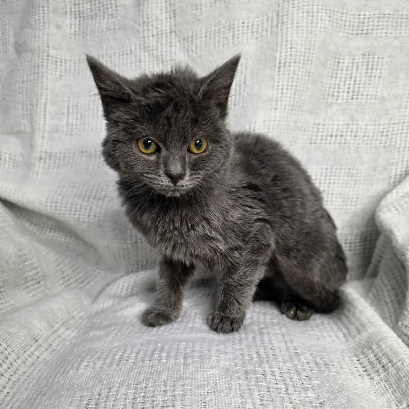 A baby small-sized female Gray / Blue / Silver Russian Blue cat named Smokey for adoption in Foley, AL