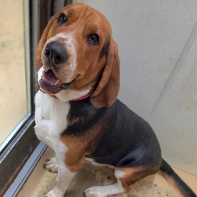 A young large-sized male Yellow / Tan / Blond / Fawn Coonhound dog named Ryder Chino Hills for adoption in Chino Hills, CA