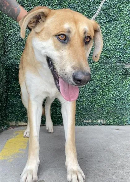 An adult large-sized female Golden Black Mouth Cur dog named Camila for adoption in El Paso, TX