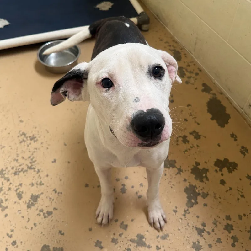 A young medium-sized female White / Cream Pit Bull Terrier dog named Martini for adoption in Tuscaloosa, AL