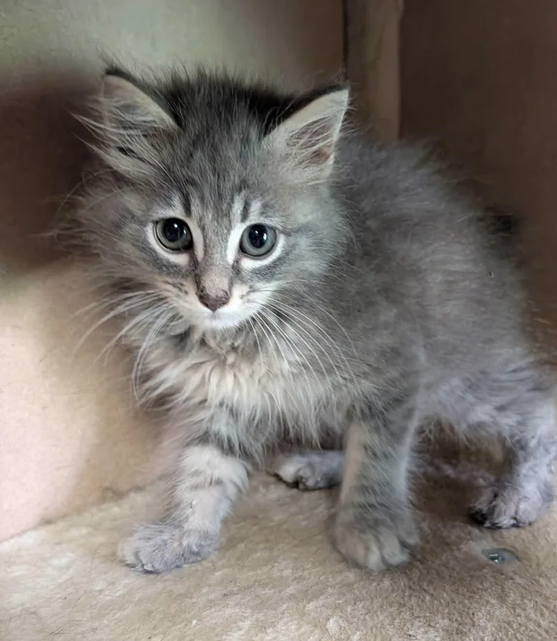 A baby medium-sized male Gray & White Domestic Medium Hair cat named Canoli for adoption in Baton Rouge, LA