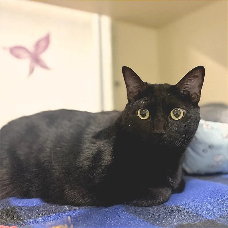 An adult extra large-sized female Black Domestic Short Hair cat named Luna for adoption in Sarasota, FL