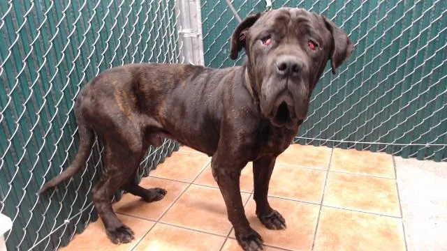 An adult medium-sized male Mastiff dog named Markie for adoption in Downey, CA