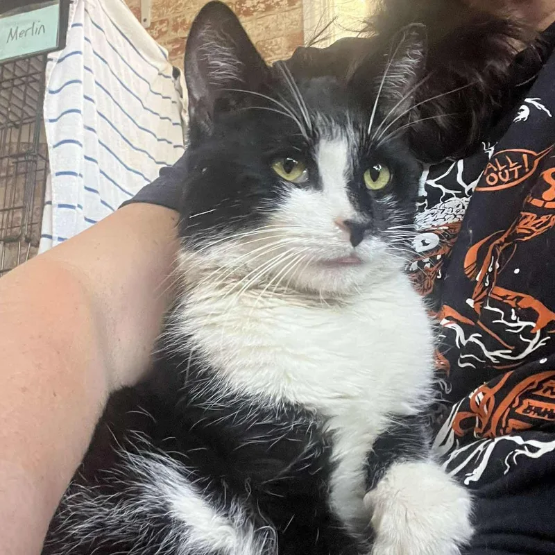 An adult medium-sized male Black & White / Tuxedo Tuxedo cat named Tyler for adoption in Huntington, NY