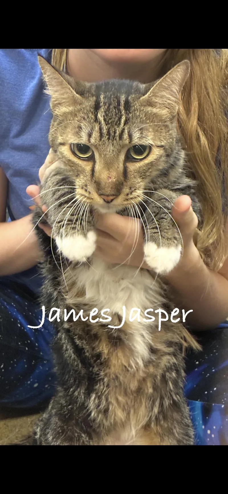 An adult medium-sized male Domestic Short Hair cat named James Jasper for adoption in Las Vegas, NV