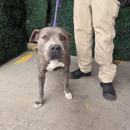An adult large-sized female Gray / Blue / Silver Pit Bull Terrier dog named Addie for adoption in El Paso, TX