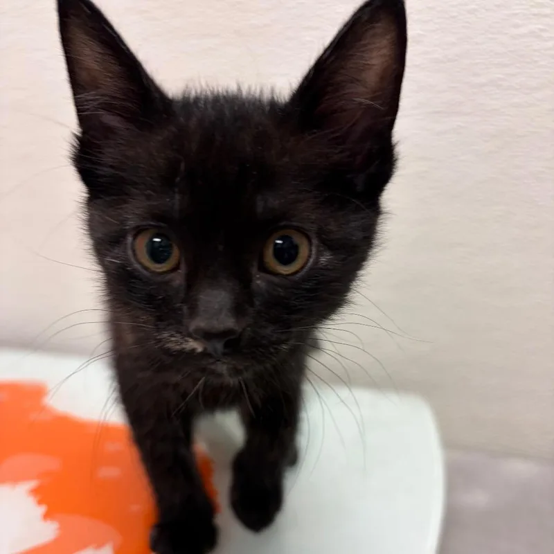 A baby small-sized female Tortoiseshell Domestic Short Hair cat named Stray Hold Buffy for adoption in Albuquerque, NM