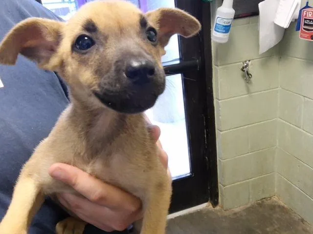 A baby small-sized female German Shepherd Dog dog named Summer for adoption in Tulsa, OK