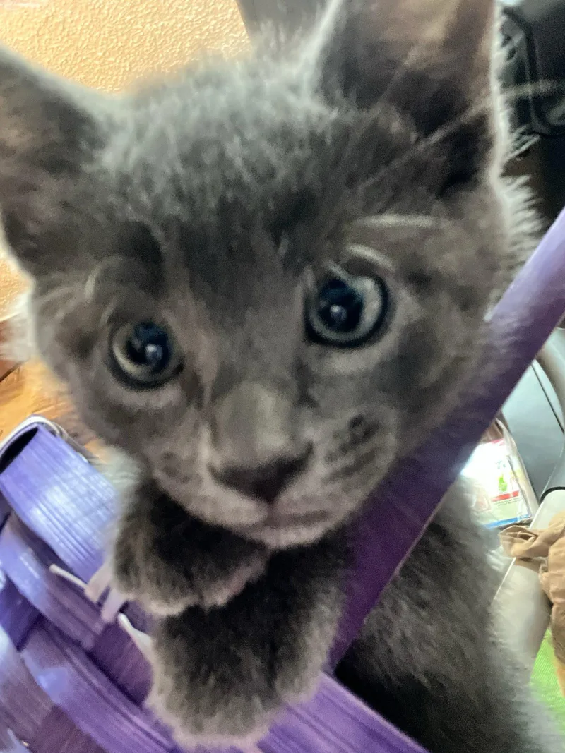 A baby small-sized female Domestic Short Hair cat named Stormy for adoption in South Pasadena, CA