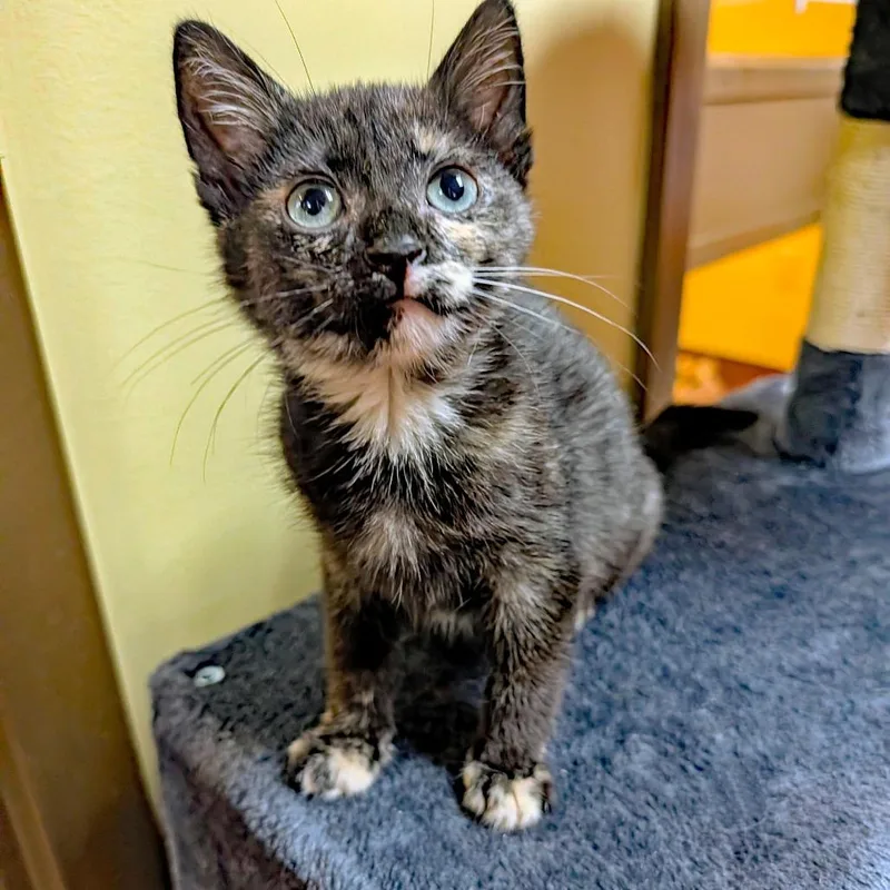 A baby small-sized female Tortoiseshell Domestic Short Hair cat named Paddy Wack for adoption in New York, NY