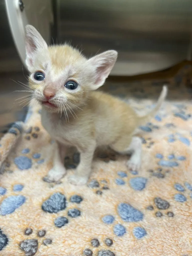 A baby medium-sized male Domestic Short Hair cat named Chase for adoption in Seven Points, TX