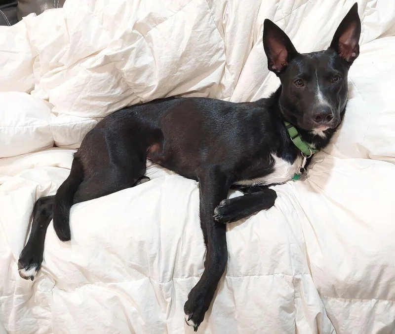 Licorice thumbnail 2