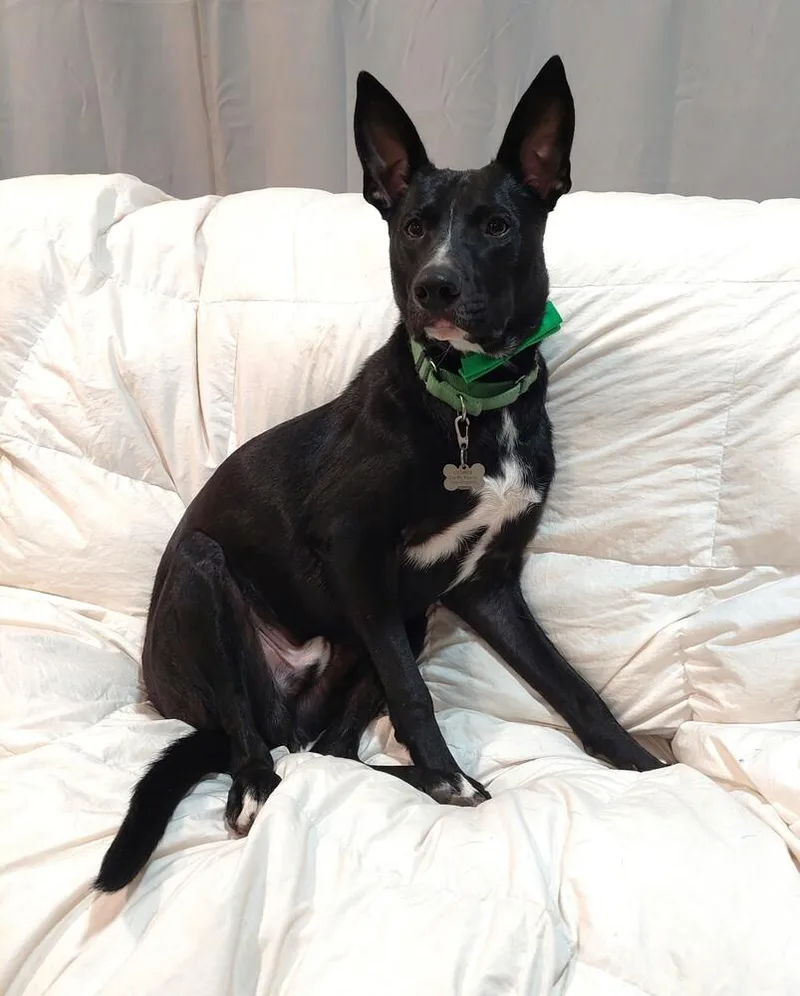 Licorice thumbnail 3