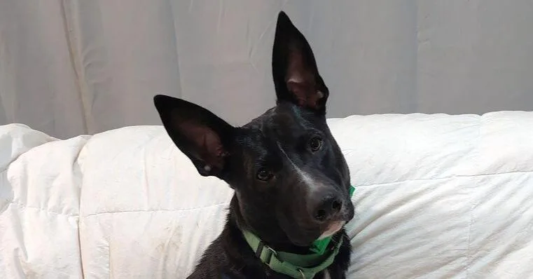 Licorice thumbnail 4