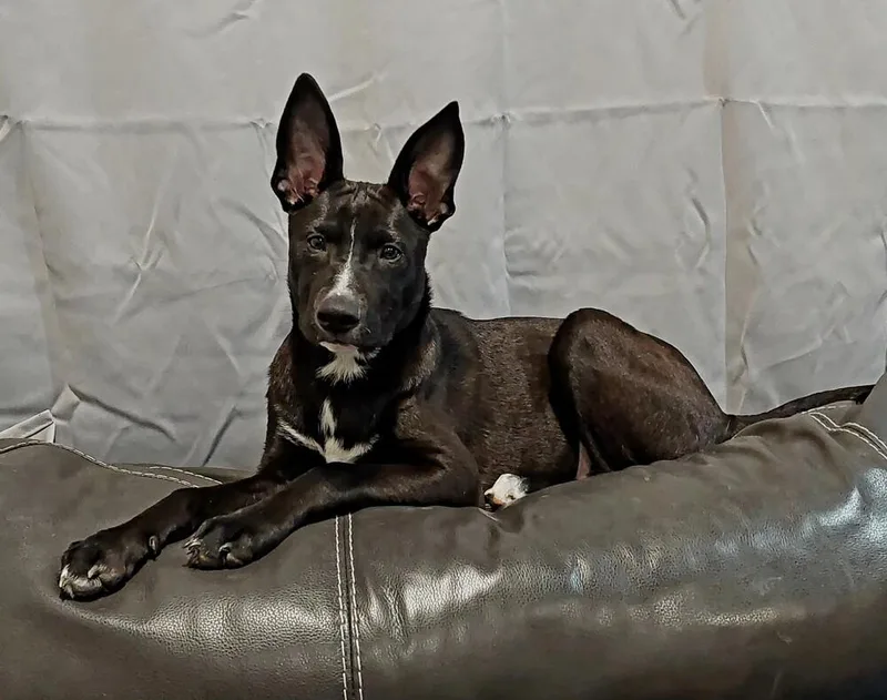 Licorice thumbnail 5