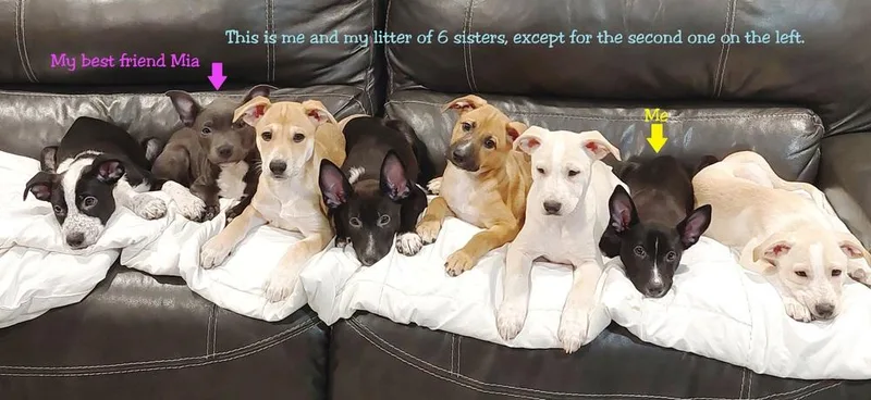 Licorice thumbnail 6