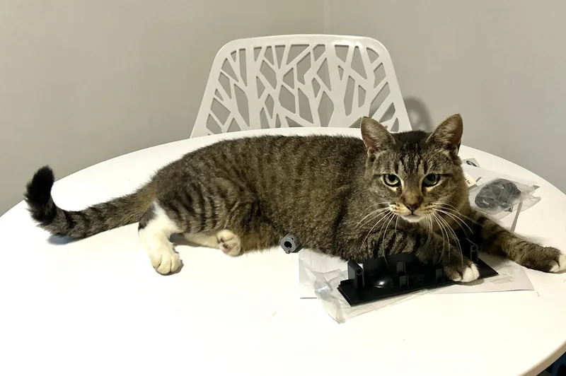 An adult medium-sized female Tabby (Brown / Chocolate) American Shorthair cat named Dixie for adoption in LAMPASAS, TX