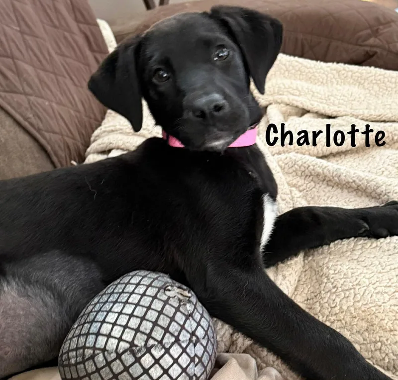 A young medium-sized female Black Labrador Retriever dog named Charlotte for adoption in Columbia, MD