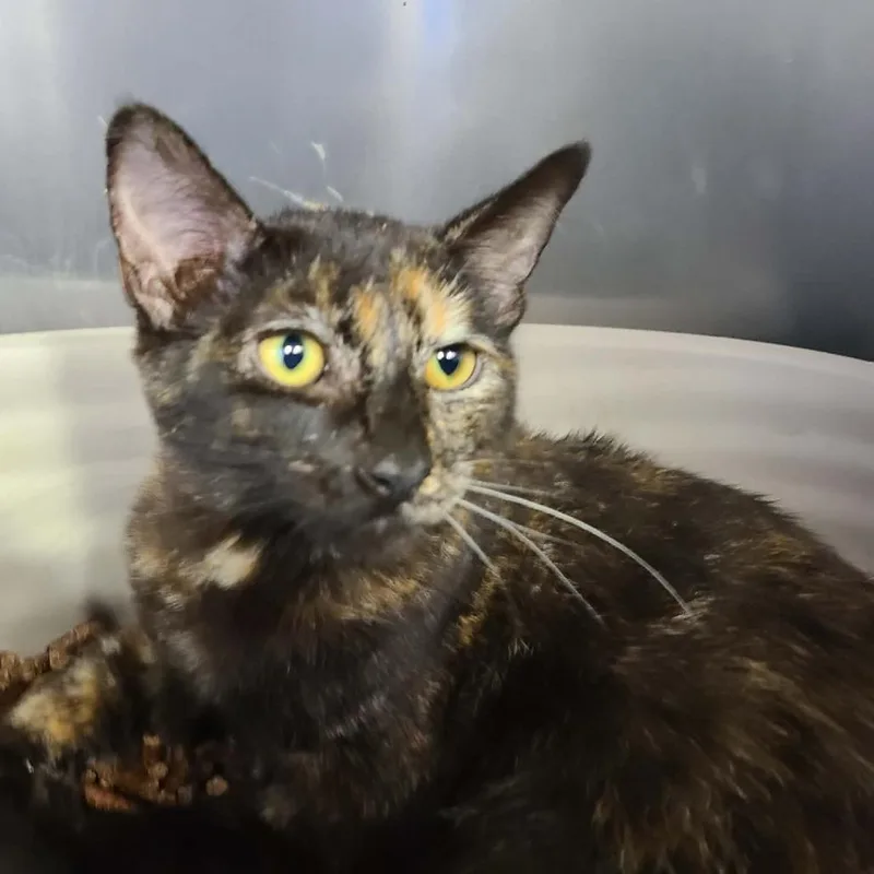A baby small-sized female Domestic Short Hair cat named Maple for adoption in Coos Bay, OR