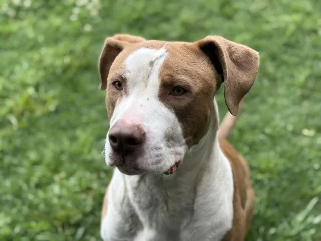 An adult large-sized male Pit Bull Terrier dog named Dennis for adoption in Tulsa, OK