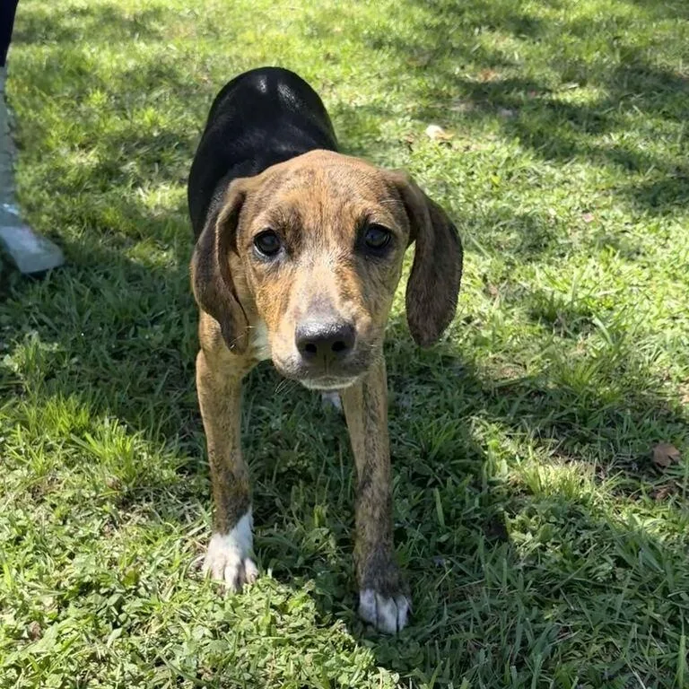 A baby medium-sized female Hound dog named Wilma for adoption in Valdosta, GA