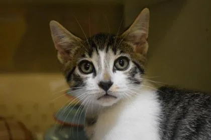 A young medium-sized male Domestic Short Hair cat named Android for adoption in Kansas City, MO