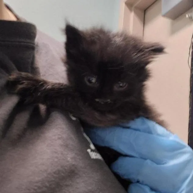 A baby small-sized female Black Domestic Short Hair cat named Parmesan for adoption in Tacoma, WA