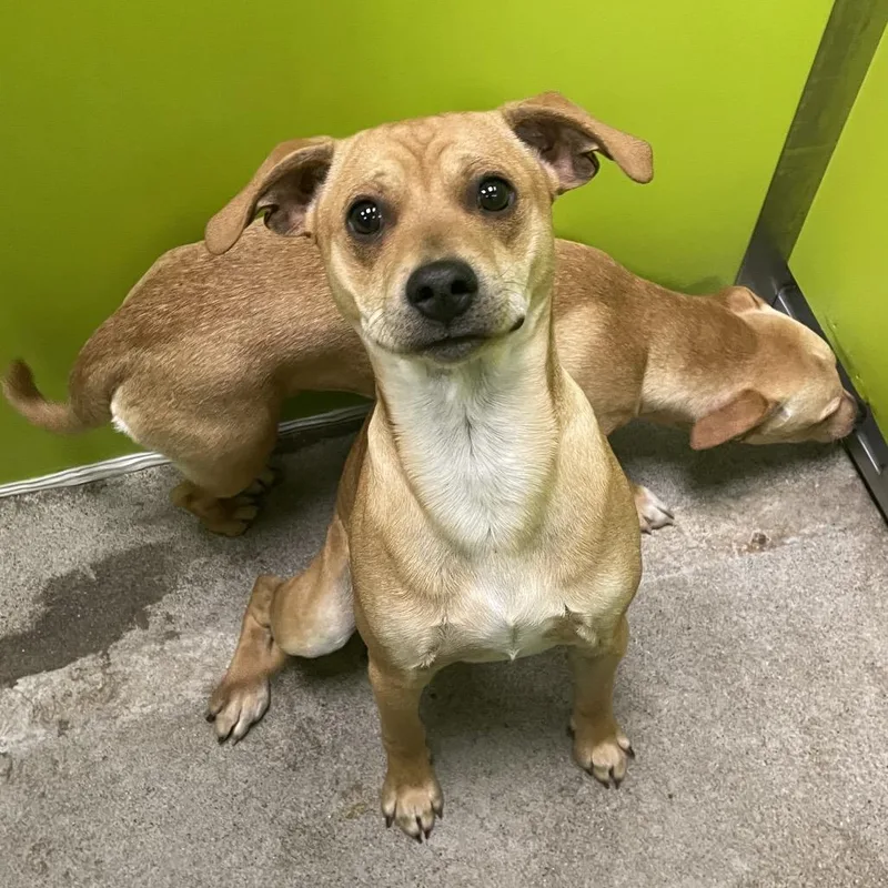 Gilligan thumbnail 2