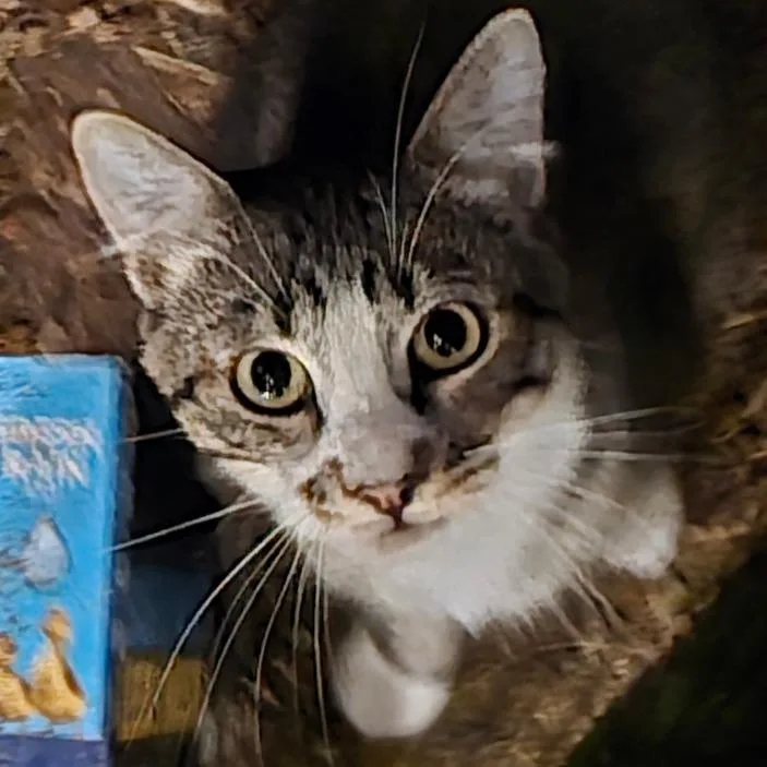 An adult small-sized male Gray / Blue / Silver Domestic Short Hair cat named Rio for adoption in Grantsville, UT