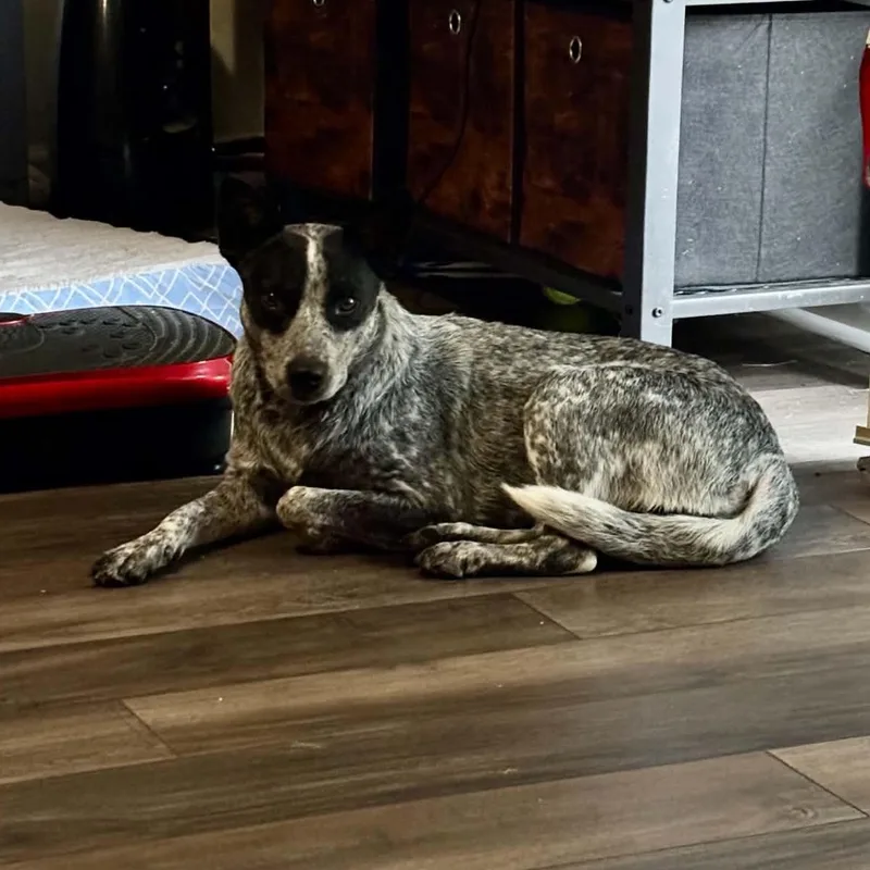 An adult medium-sized female Black Australian Cattle Dog / Blue Heeler dog named Wonder for adoption in Lexington, KY