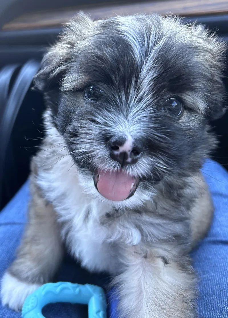 A baby small-sized male Shih Tzu dog named Ed for adoption in Penryn, CA