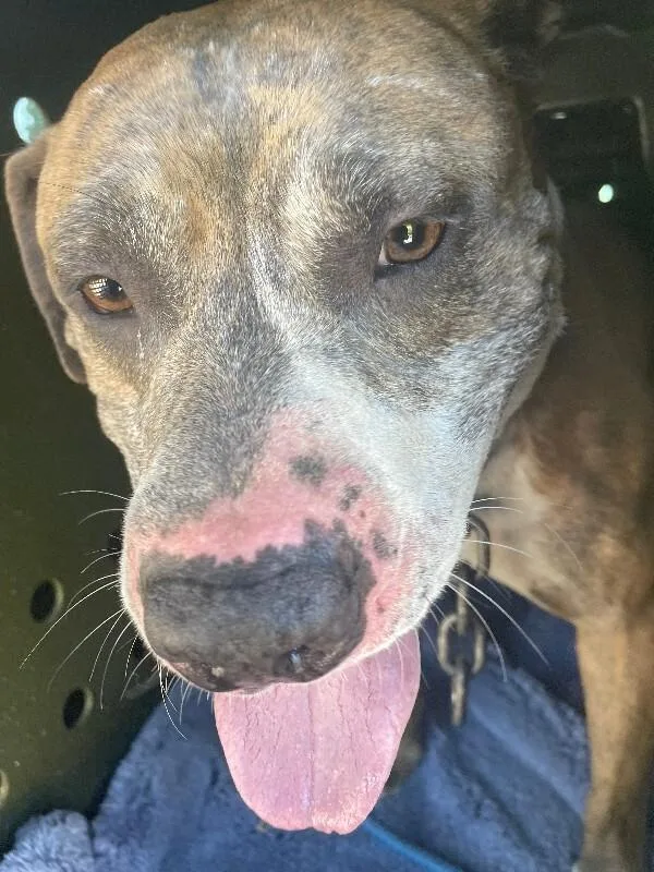 An adult medium-sized male Brindle Mixed Breed dog named Honey Bun for adoption in Cincinnati, OH