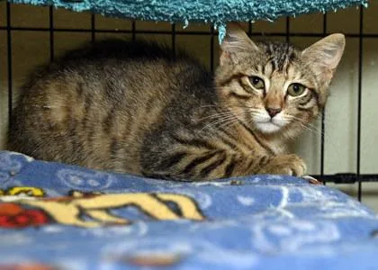 A young small-sized female Domestic Short Hair cat named Mocha for adoption in Baton Rouge, LA