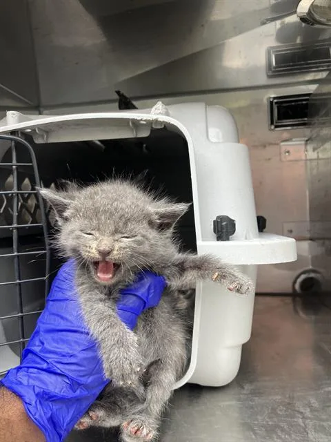 A baby medium-sized male Domestic Medium Hair cat named Juno for adoption in Dallas, TX